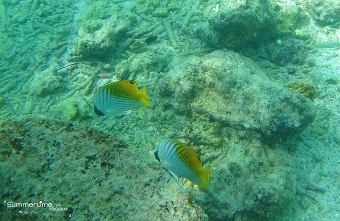 神仙珊瑚岛Island Hideaway